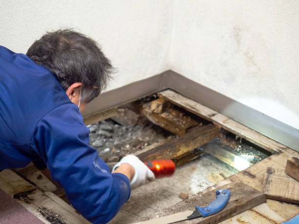 Best Black Mold Removal  in Bay City, TX