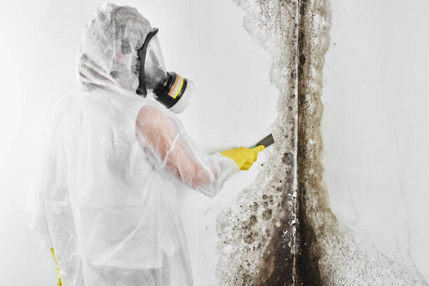Best Mold Removal Company Near Me  in Bay City, TX