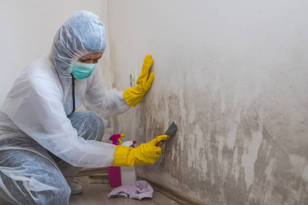Mold Testing and Removal in Bay City, TX