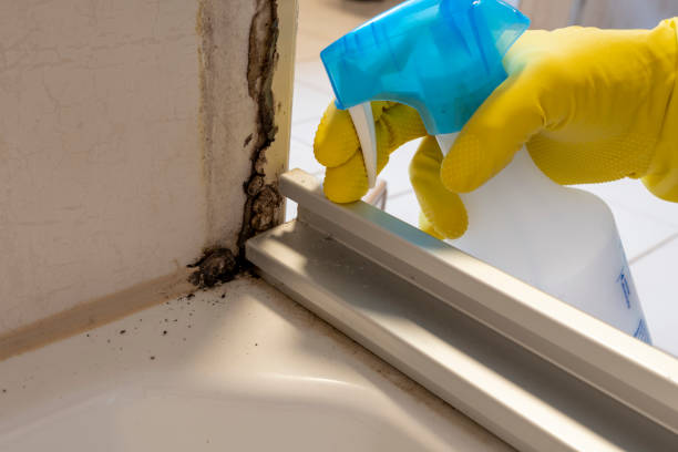 Best Mold Cleaning Services  in Bay City, TX