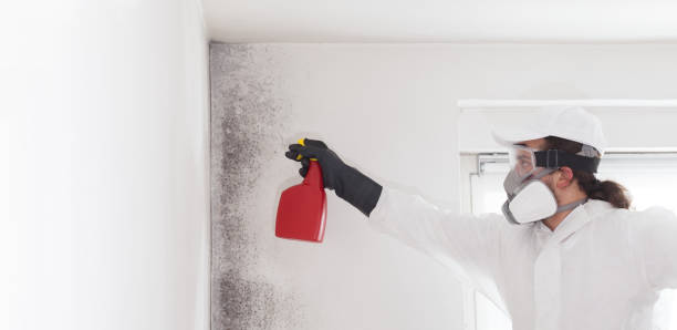 Best Mold Damage Repair  in Bay City, TX