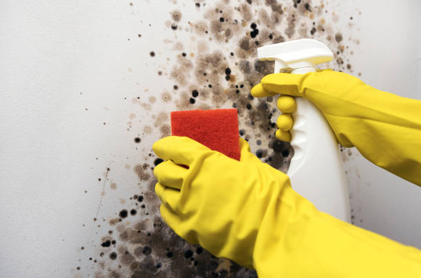 Reliable Bay City, TX Mold Removal Solutions