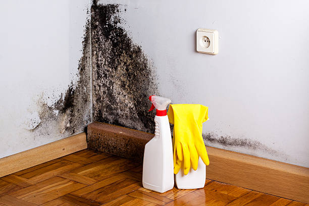 Best Fast Mold Removal  in Bay City, TX
