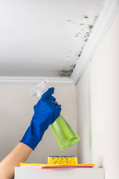 Best Attic Mold Removal  in Bay City, TX